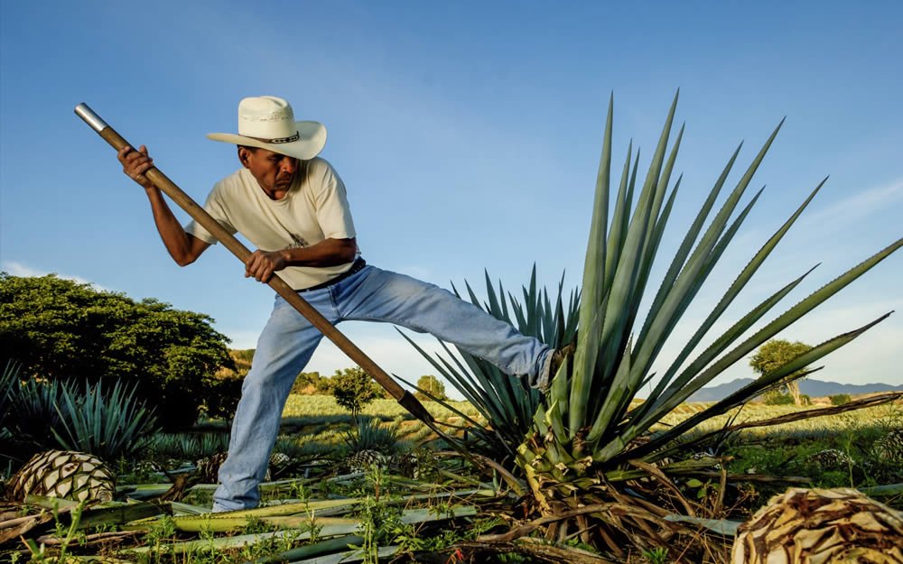 Mezcal Explained: How It Differs From Tequila, and What to Buy in Australia - Liquor Wine Cave
