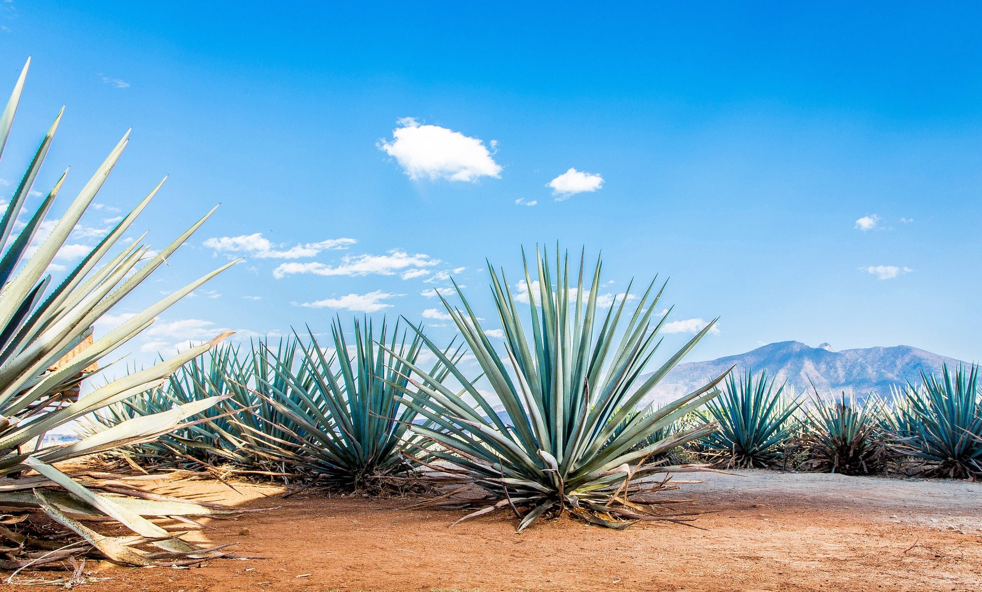 Tequila Buying Guide: Everything You Need to Know - Liquor Wine Cave