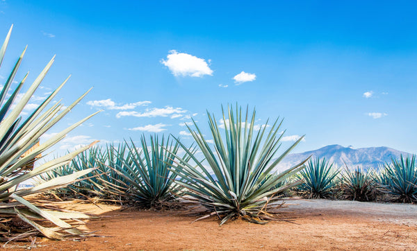 Tequila Buying Guide: Everything You Need to Know - Liquor Wine Cave
